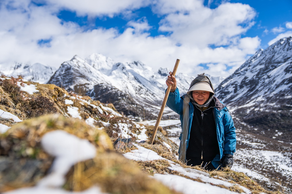 在那曲市索縣西昌鄉，牧民在尋覓蟲草（5月18日攝）。
