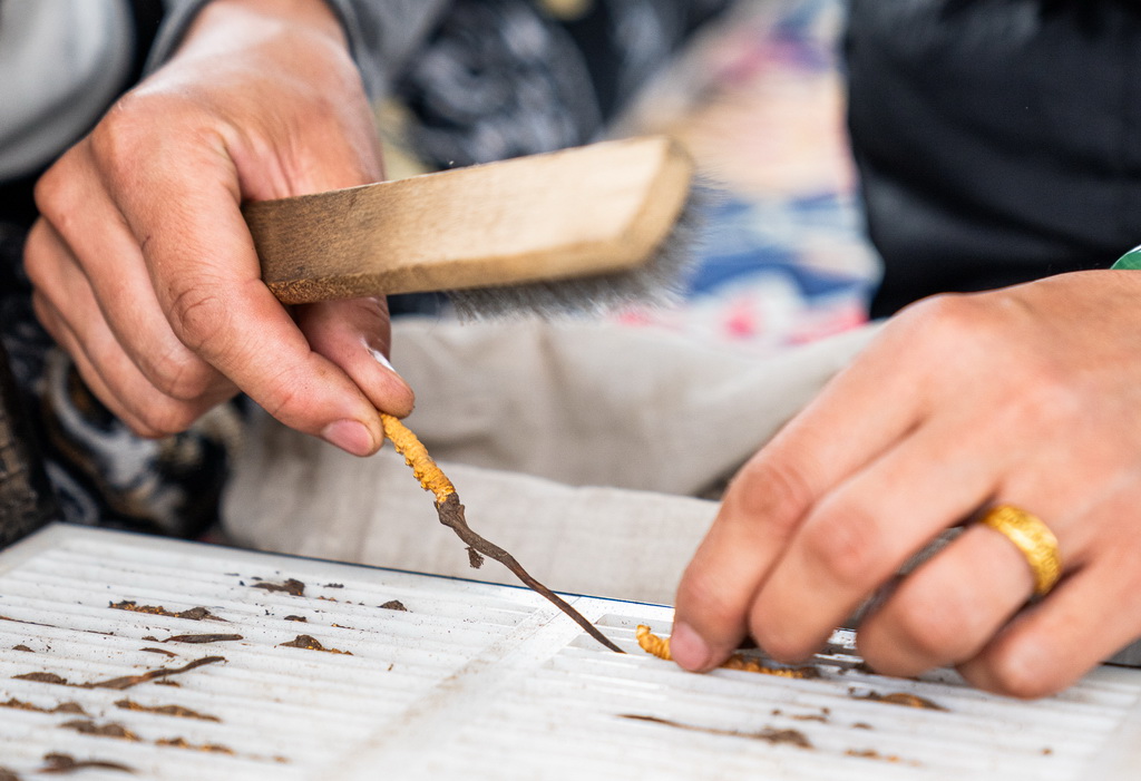 在那曲市索縣西昌鄉，牧民白嘎在收納清理好的蟲草（5月18日攝）。