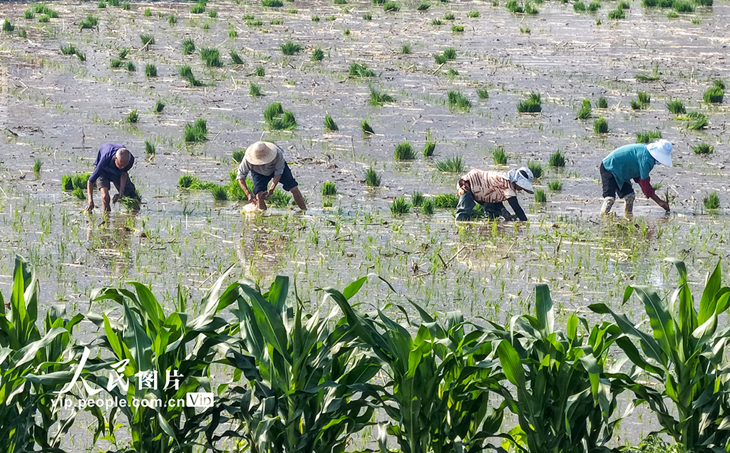 四川蓬安：田間起秧插秧【2】