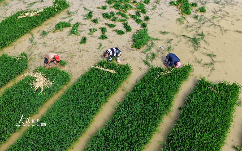 四川蓬安:田間起秧插秧【3】