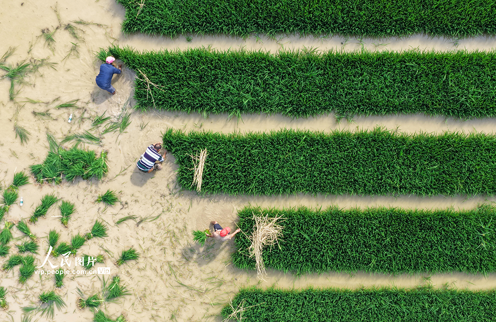 四川蓬安:田間起秧插秧【4】