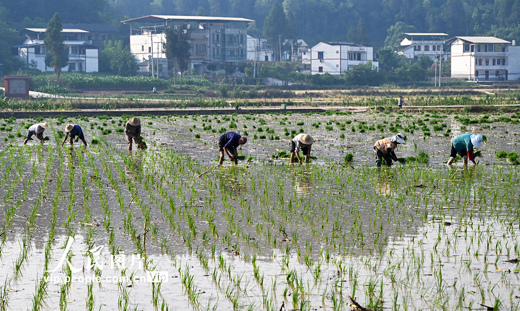 四川蓬安:田間起秧插秧【6】