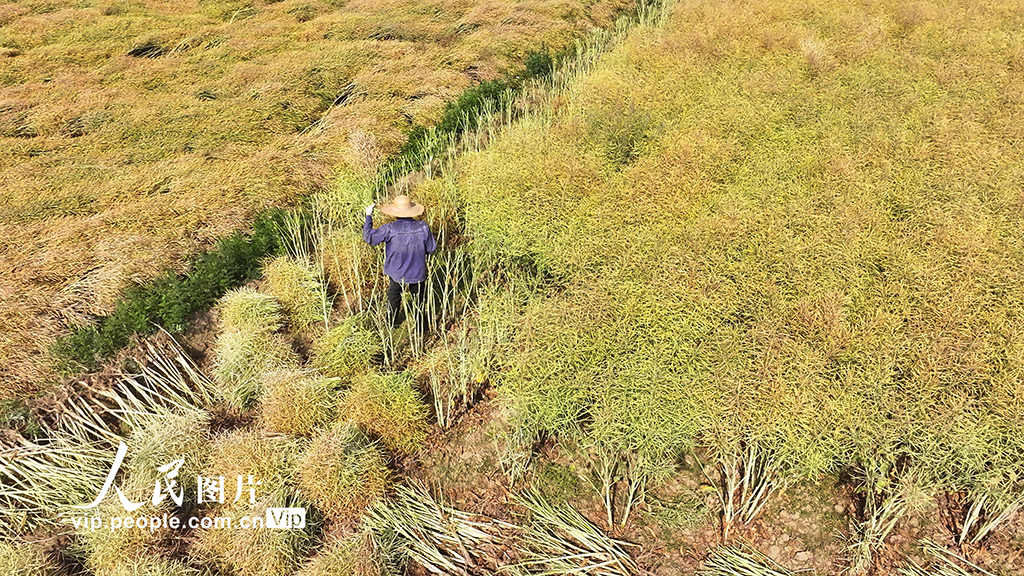 湖北房縣：油菜喜豐收 田間收割忙【2】