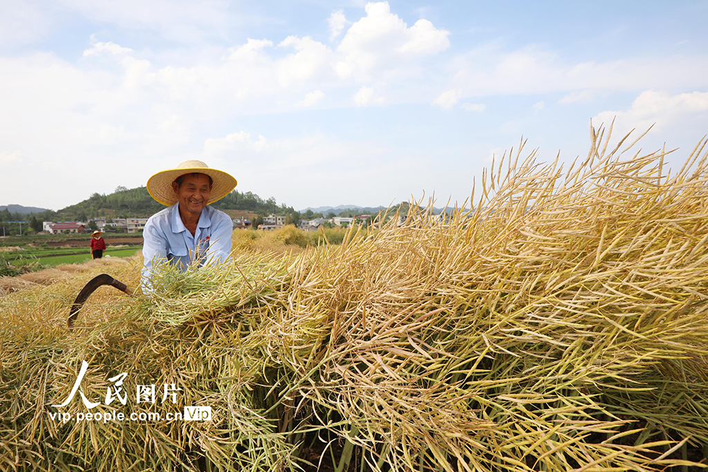 湖北房縣：油菜喜豐收 田間收割忙【3】