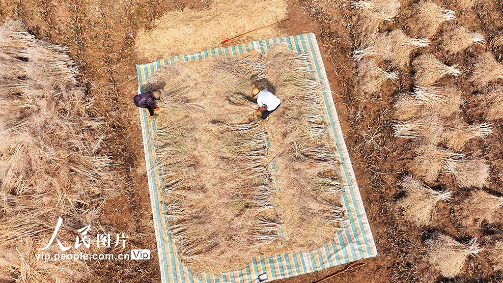 湖北房縣：油菜喜豐收 田間收割忙【5】