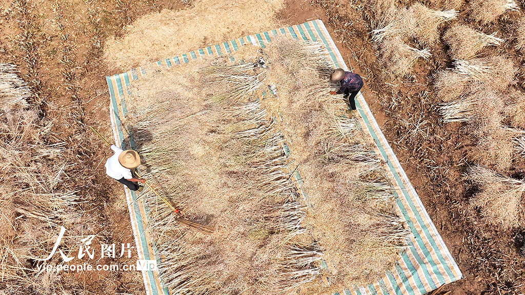 湖北房縣：油菜喜豐收 田間收割忙【6】