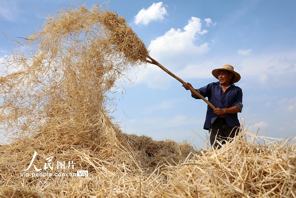 湖北房縣：油菜喜豐收 田間收割忙【7】