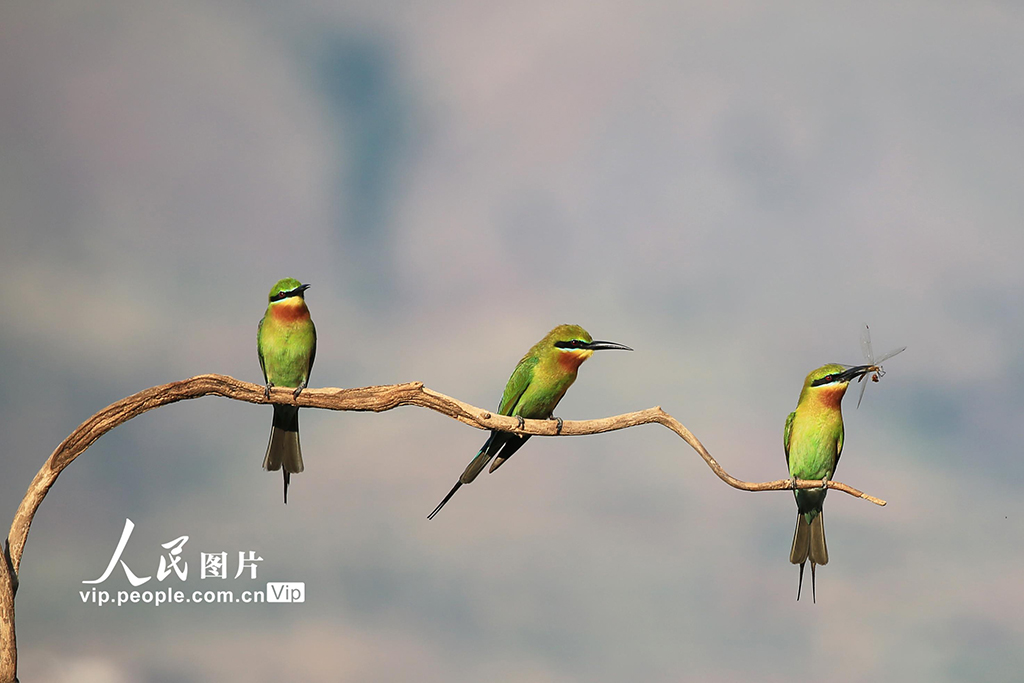 云南巧家:金沙江畔迎來栗喉蜂虎繁殖季【2】