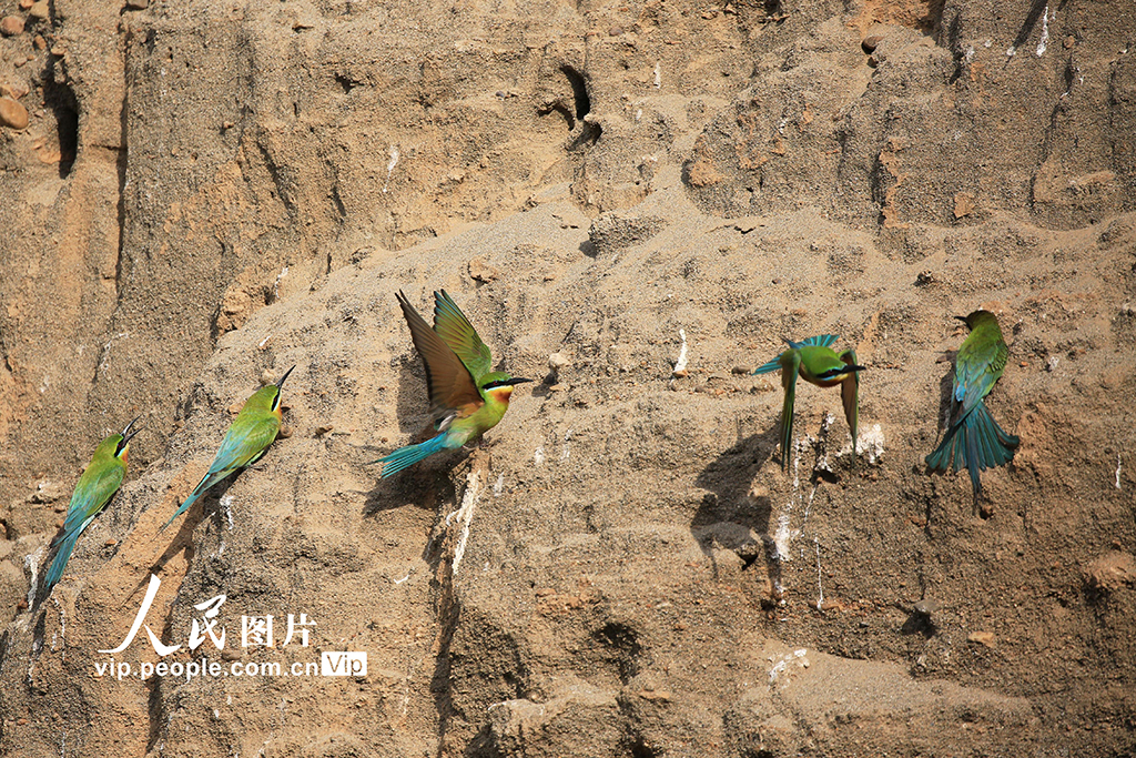 云南巧家:金沙江畔迎來栗喉蜂虎繁殖季【4】