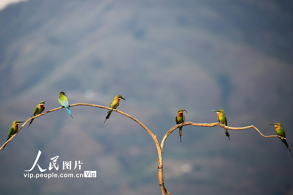 云南巧家:金沙江畔迎來栗喉蜂虎繁殖季【5】