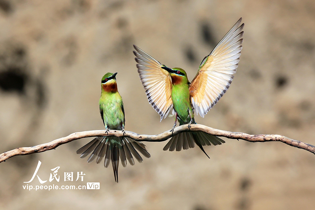 云南巧家:金沙江畔迎來栗喉蜂虎繁殖季【6】