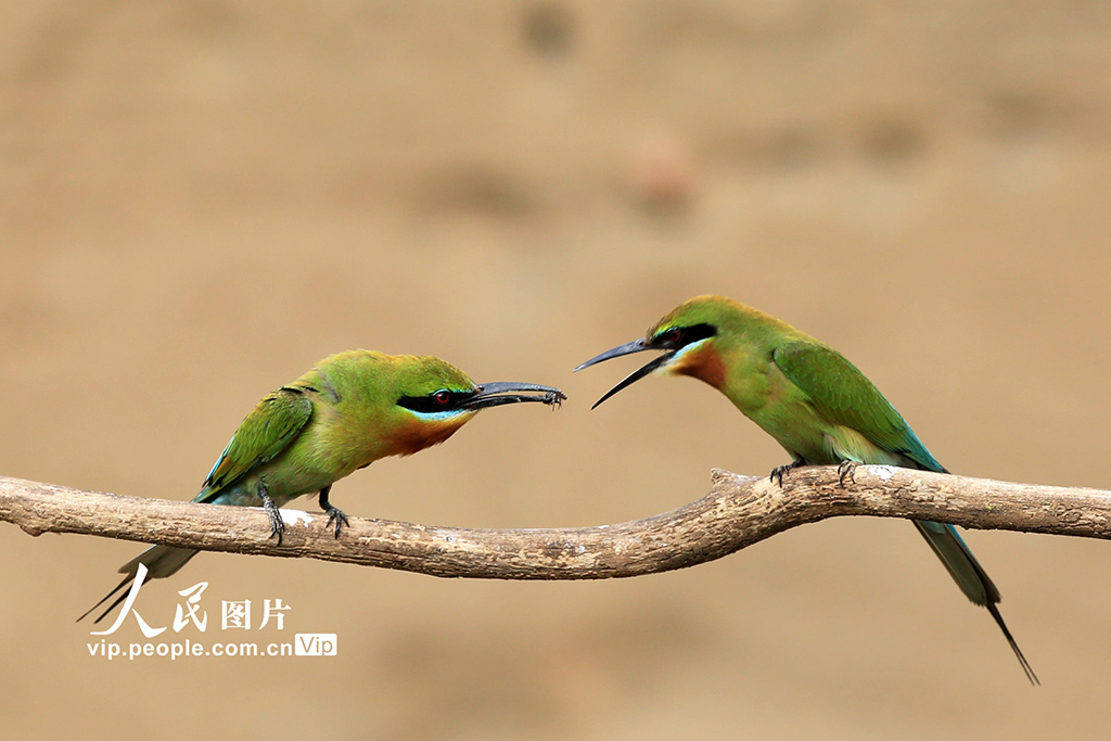 云南巧家:金沙江畔迎來栗喉蜂虎繁殖季【7】