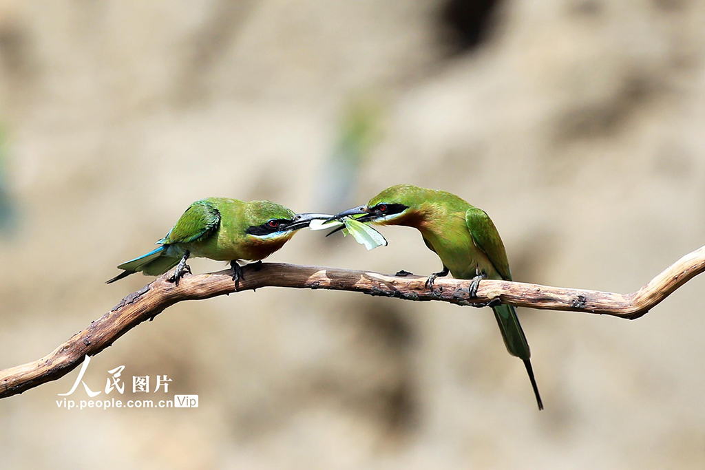 云南巧家:金沙江畔迎來栗喉蜂虎繁殖季【8】