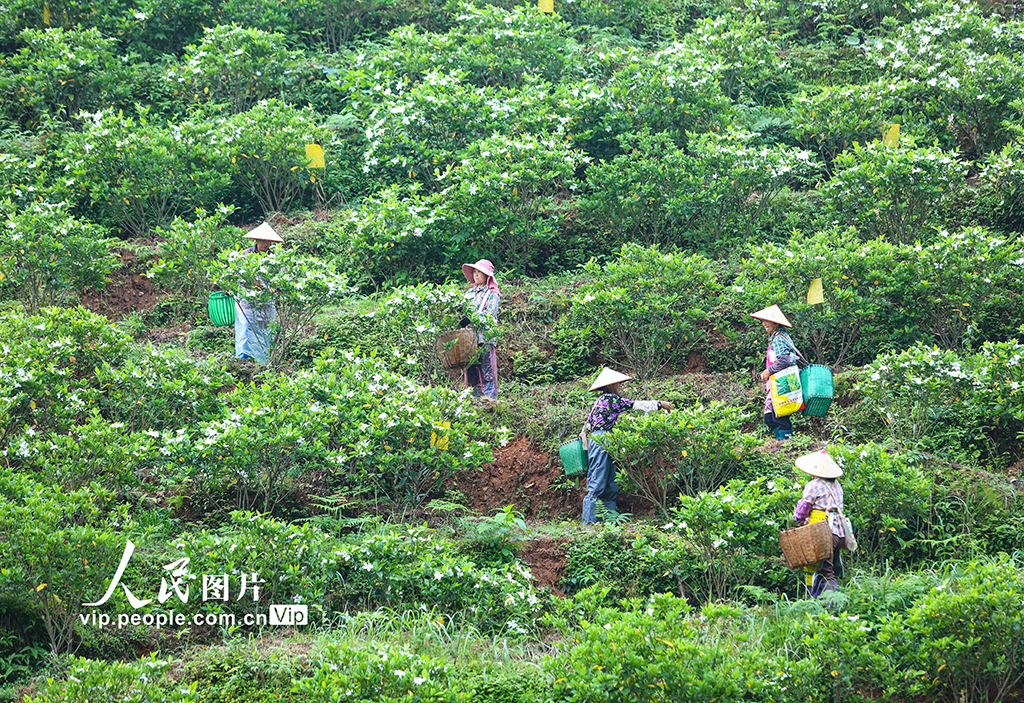 浙江淳安:采摘梔子花【2】