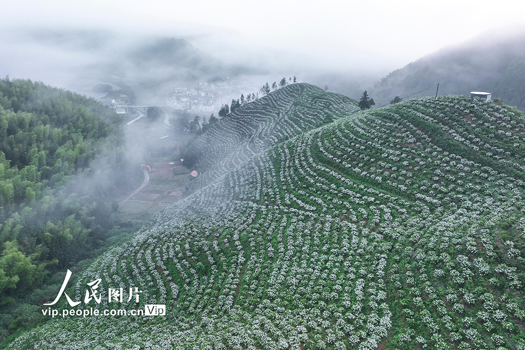 浙江淳安:采摘梔子花【4】