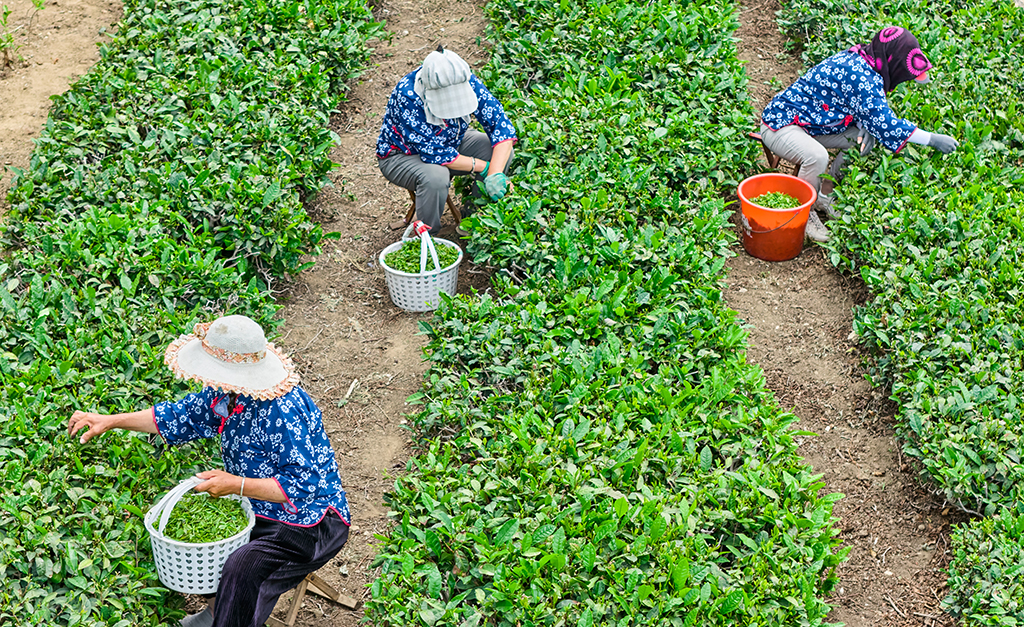 南茶北引傳承創新 茶產業賦能鄉村振興【2】