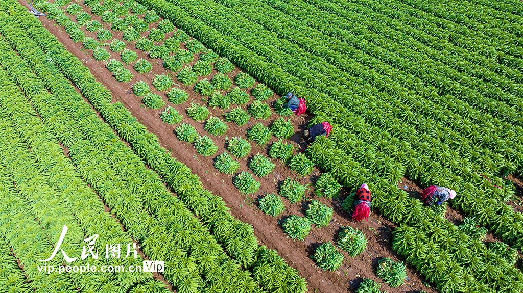 甘肅張掖:采收萵筍 銷往市場【2】