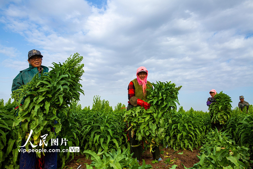 甘肅張掖：采收萵筍 銷往市場