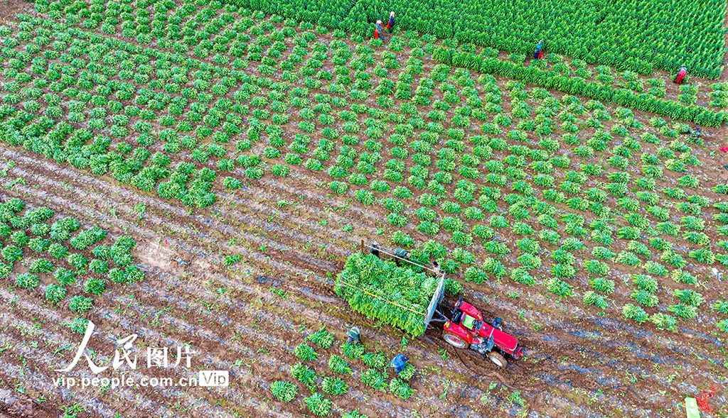 甘肅張掖:采收萵筍 銷往市場【3】