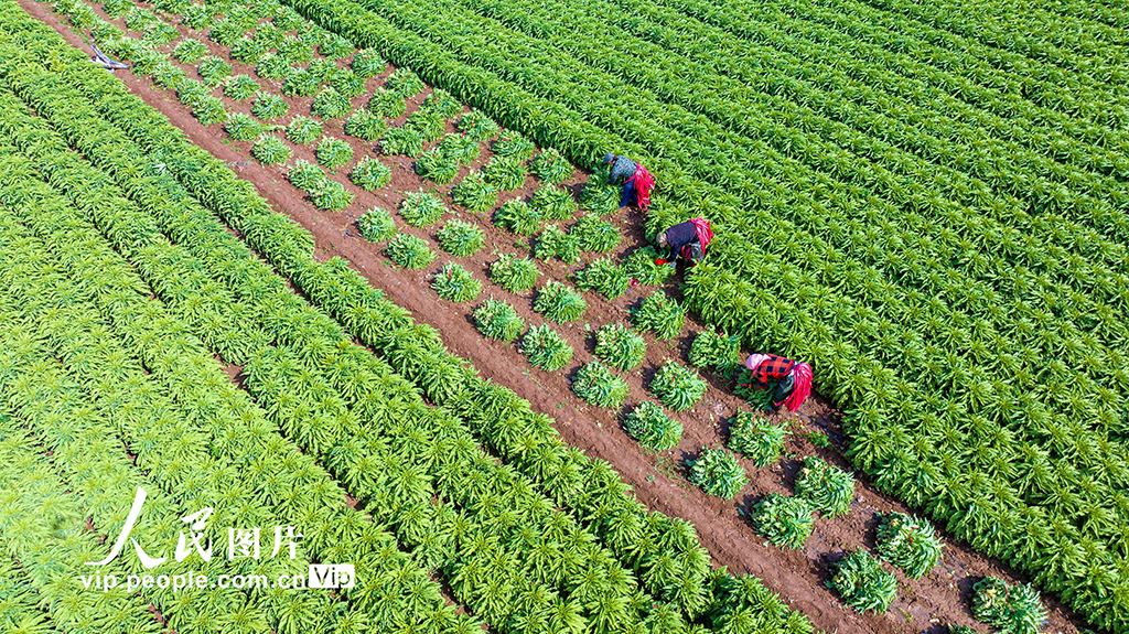 甘肅張掖:采收萵筍 銷往市場【4】