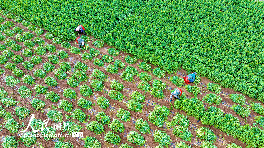 甘肅張掖:采收萵筍 銷往市場【5】