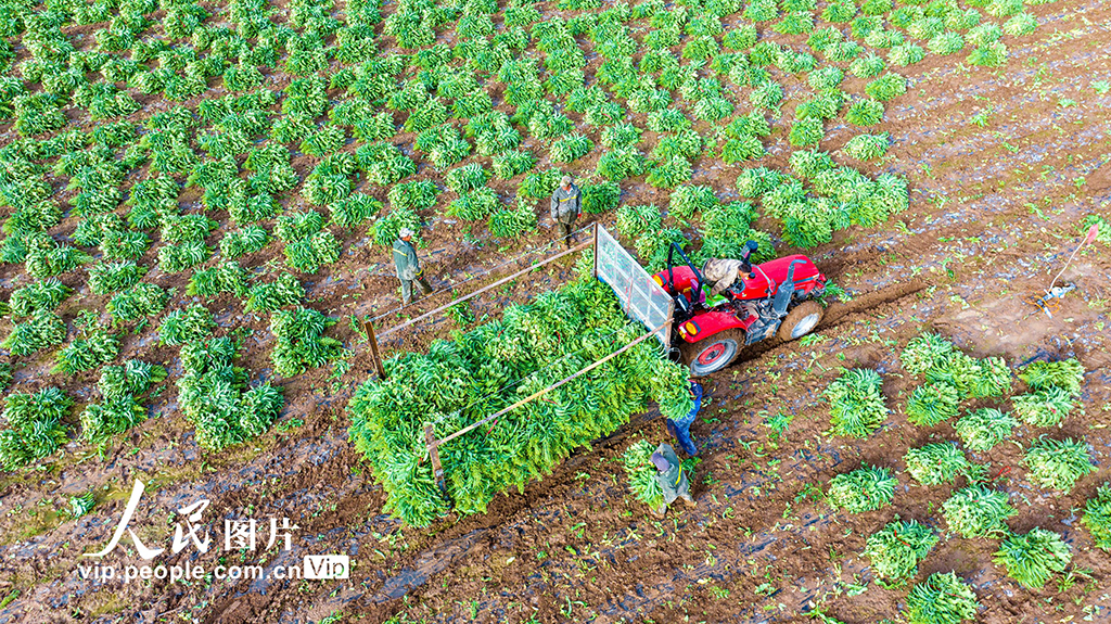 甘肅張掖:采收萵筍 銷往市場【6】