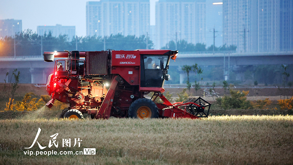 安徽合肥:搶收小麥【2】