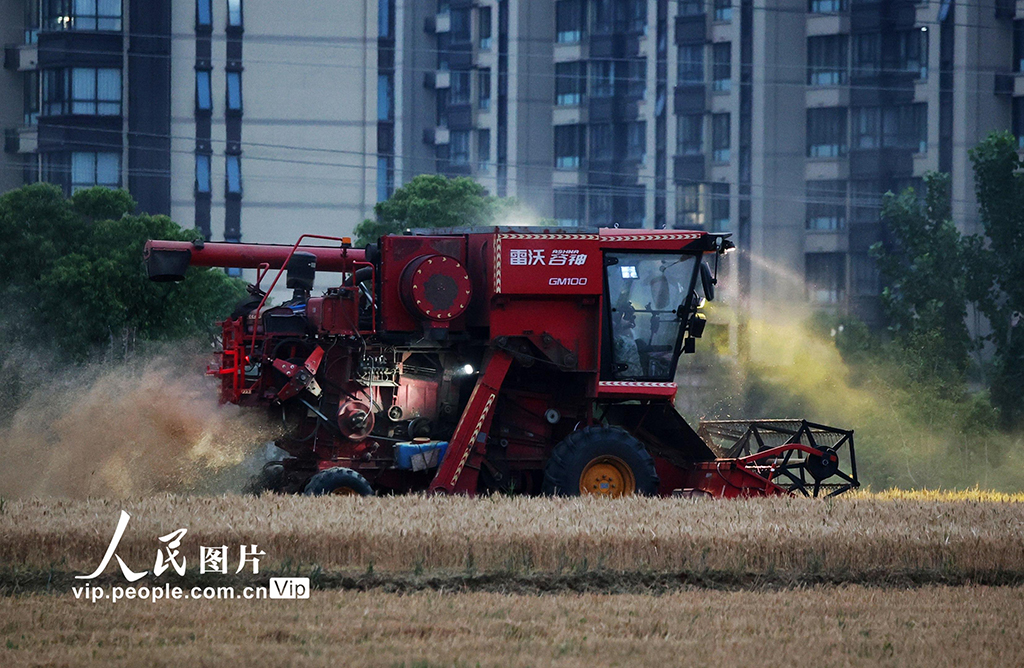 安徽合肥：搶收小麥