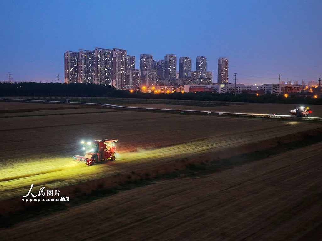 安徽合肥:搶收小麥【3】