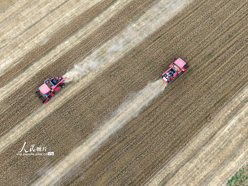 安徽合肥:搶收小麥【4】