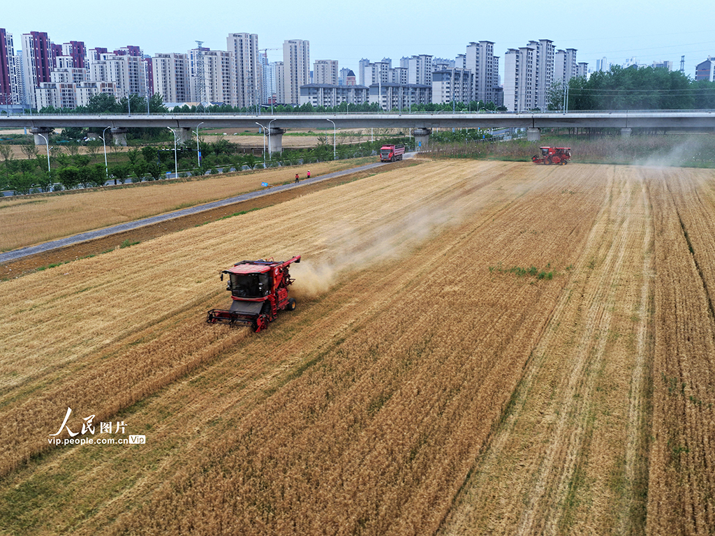 安徽合肥:搶收小麥【5】