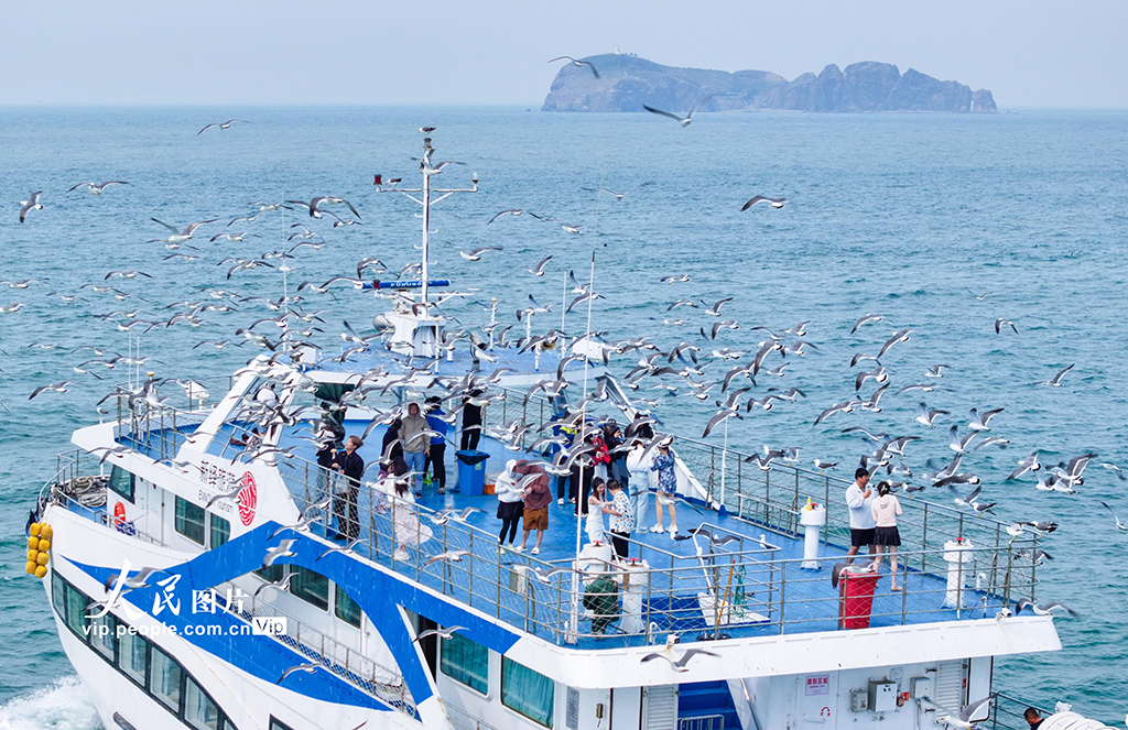 山東榮成:游船逐浪 鷗鳥相伴【2】