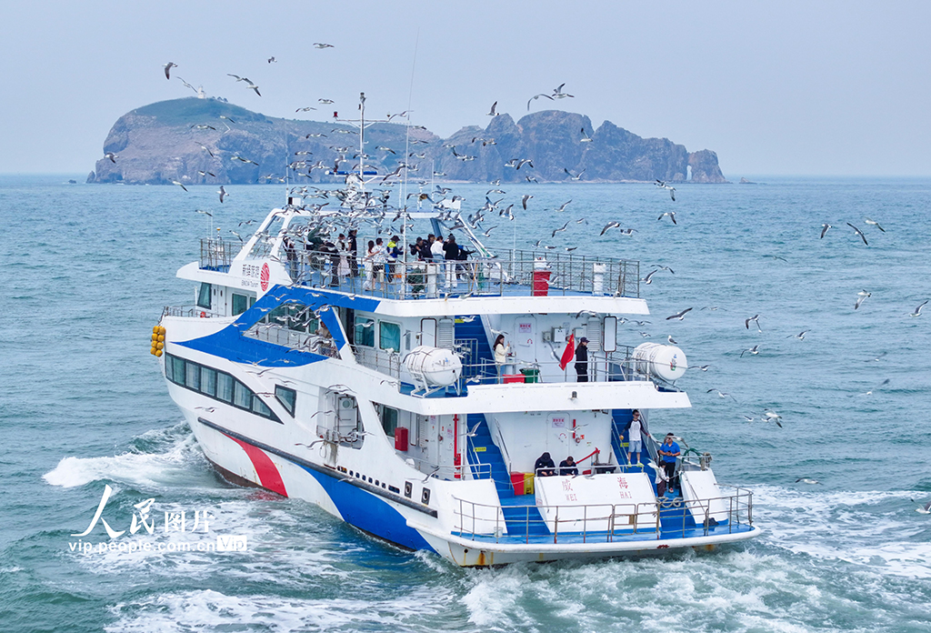 山東榮成:游船逐浪 鷗鳥相伴【3】