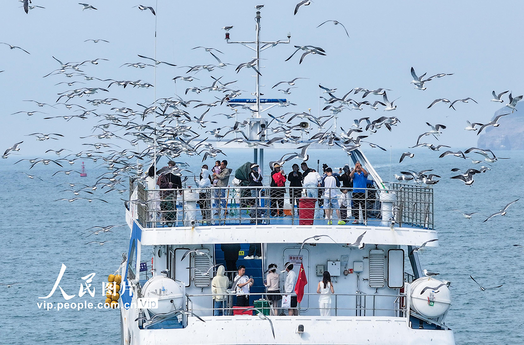 山東榮成:游船逐浪 鷗鳥相伴【4】