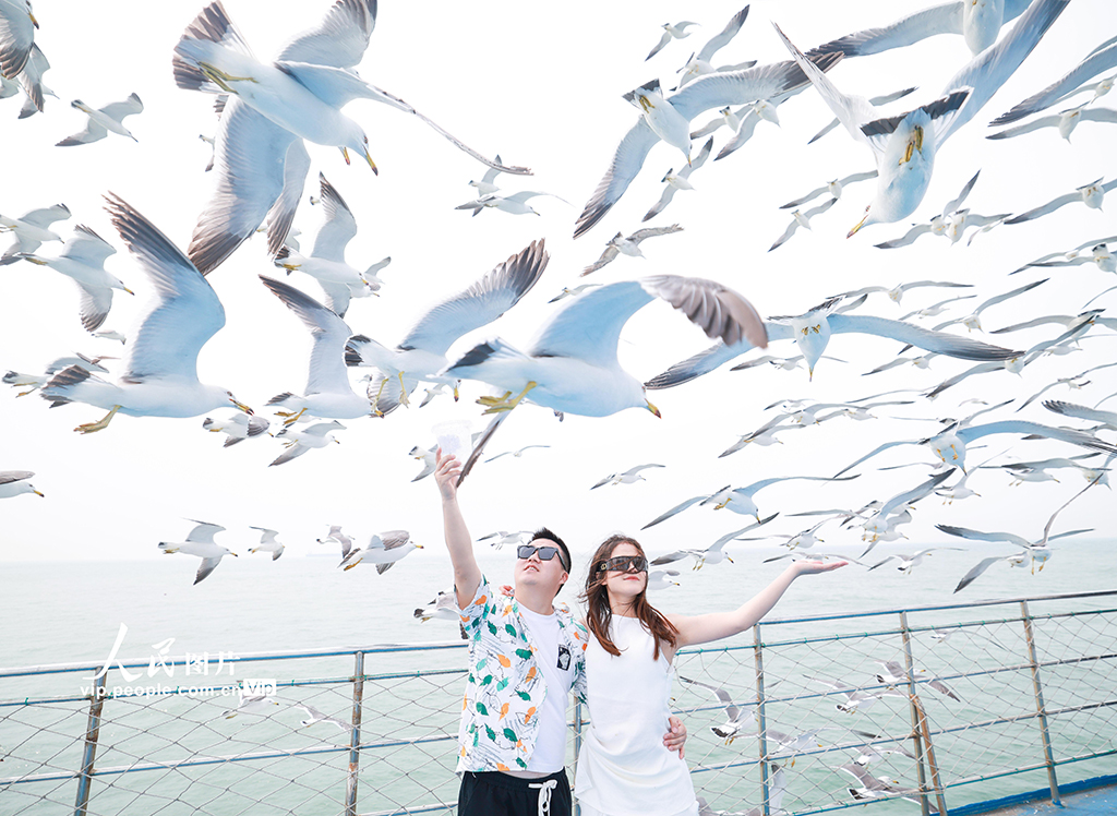 山東榮成:游船逐浪 鷗鳥相伴【5】