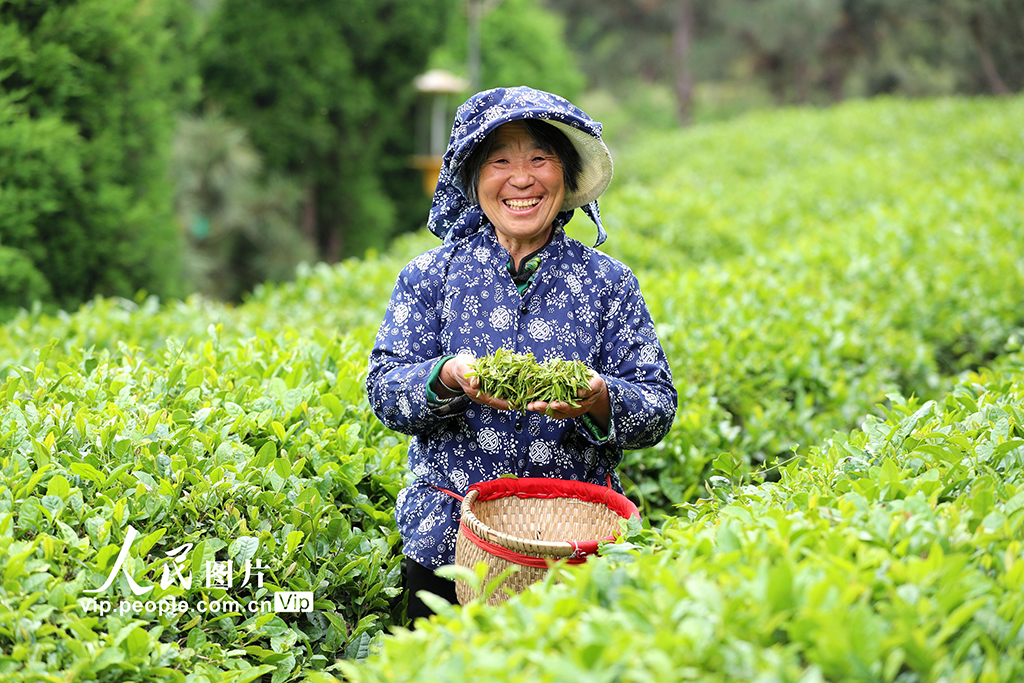 山東日照:茶香漫青山 綠意生“金”葉【2】