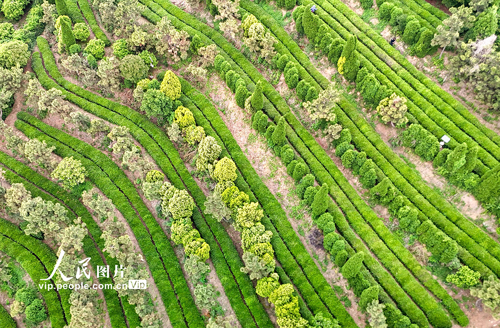 山東日照:茶香漫青山 綠意生“金”葉【3】