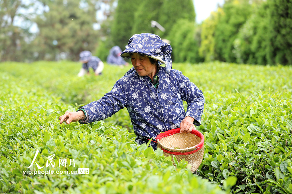 山東日照:茶香漫青山 綠意生“金”葉【4】