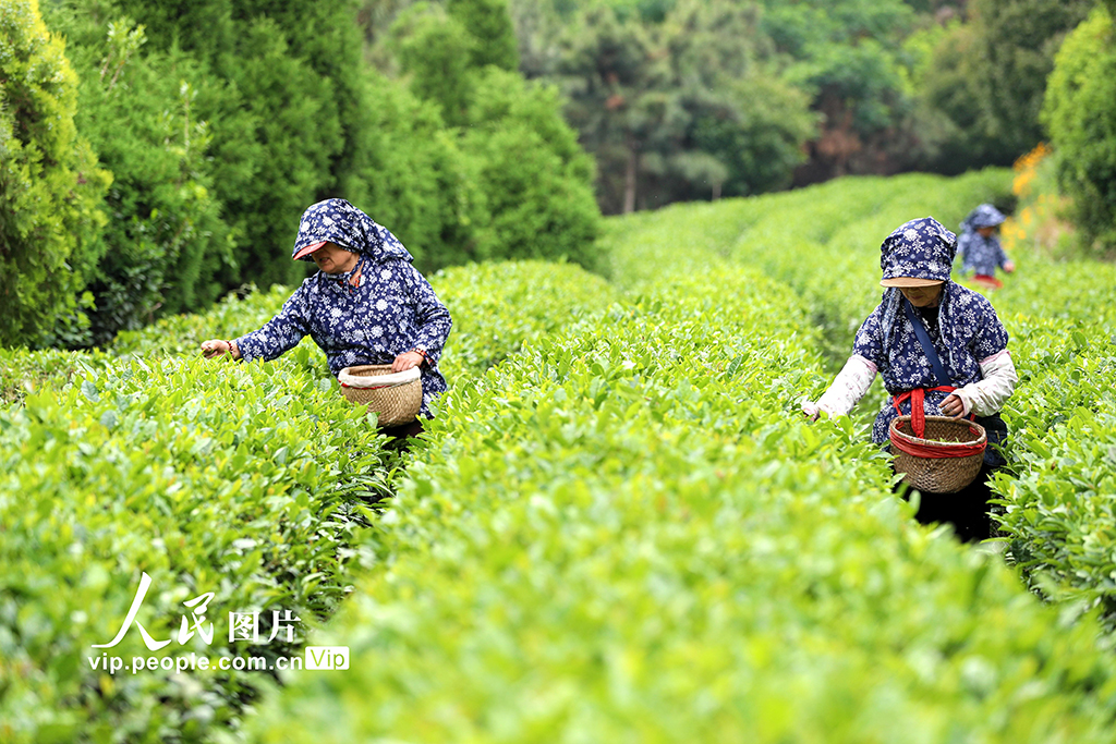 山東日照:茶香漫青山 綠意生“金”葉【5】