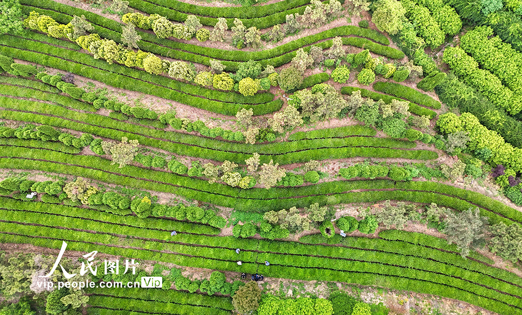 山東日照:茶香漫青山 綠意生“金”葉【6】