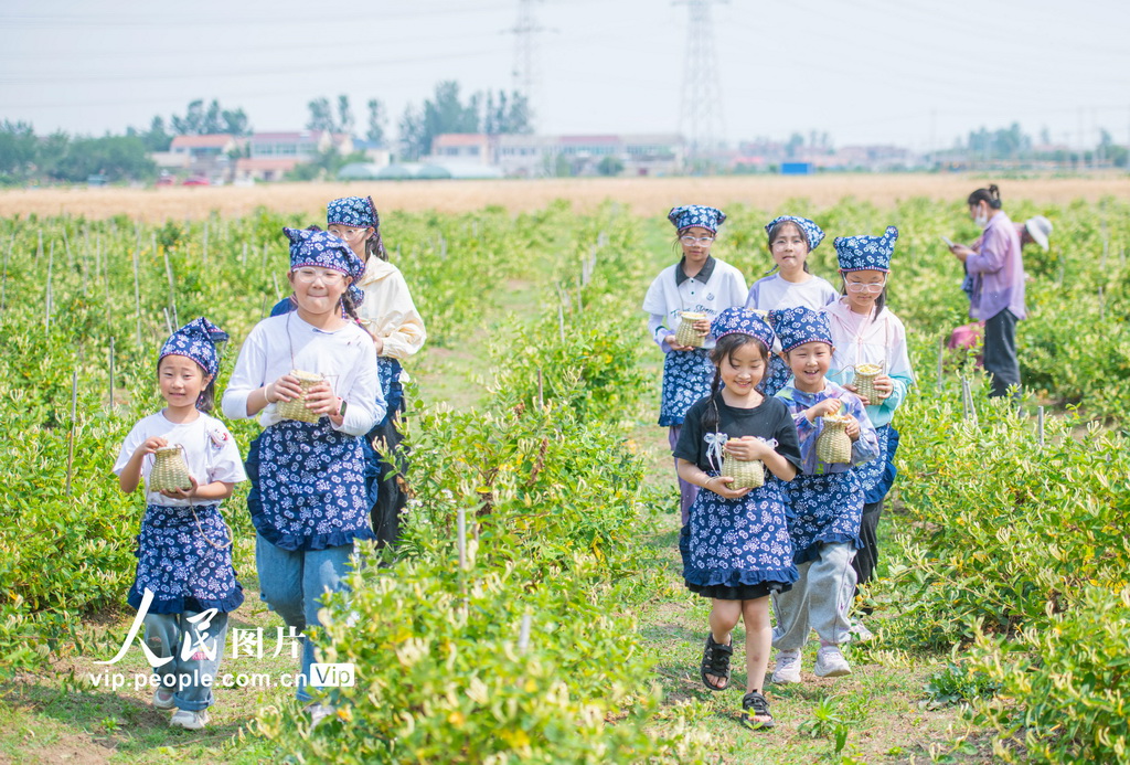 江蘇宿遷：體驗采摘金銀花【2】