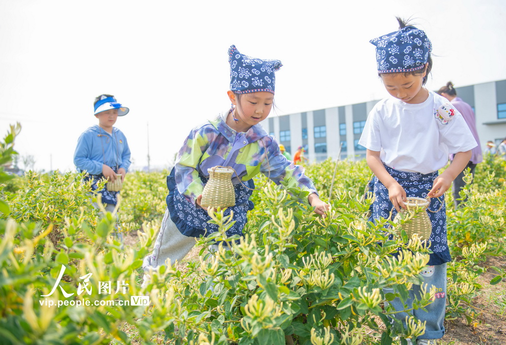 江蘇宿遷：體驗采摘金銀花【3】