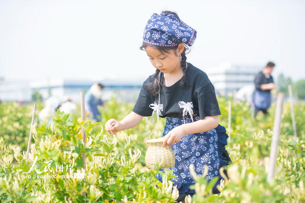 江蘇宿遷：體驗采摘金銀花