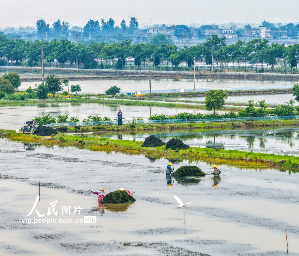 安徽蕪湖：蝦田管護