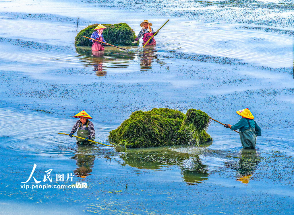 安徽蕪湖：蝦田管護【2】