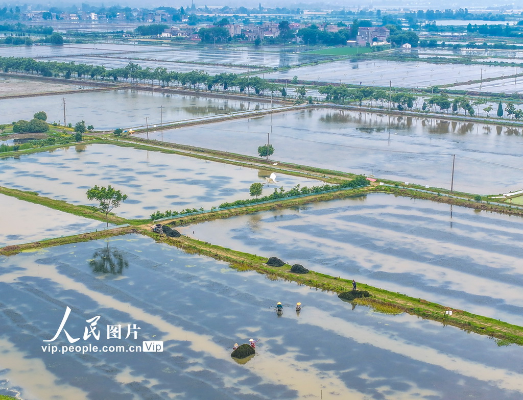 安徽蕪湖：蝦田管護【3】