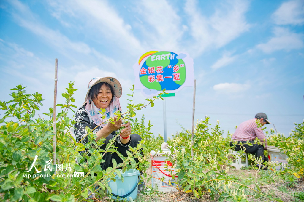 江蘇宿遷:金銀花產業助增收【2】