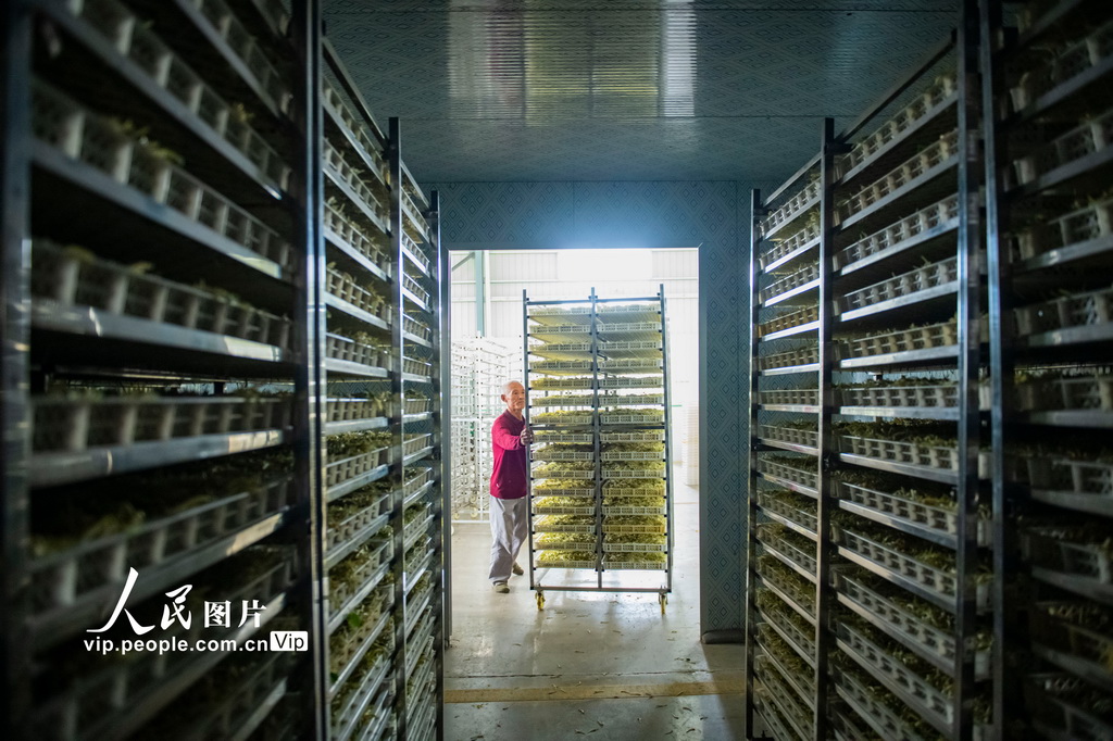 江蘇宿遷:金銀花產業助增收【3】