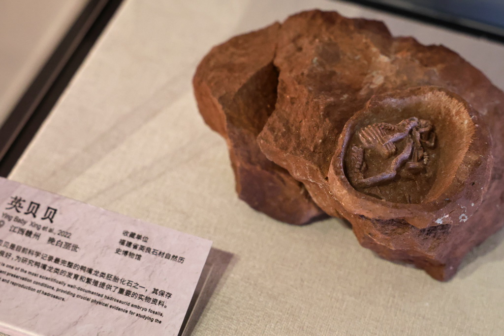 這是展出的英貝貝鴨嘴龍類胚胎化石（5月26日攝）。