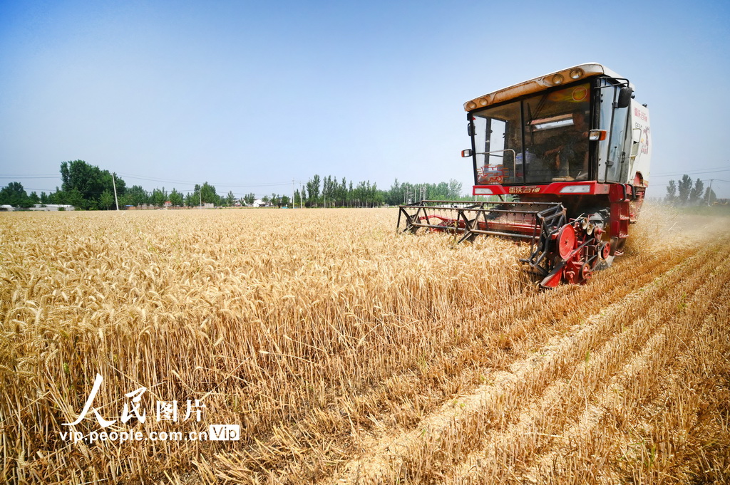 開封麥收忙【2】